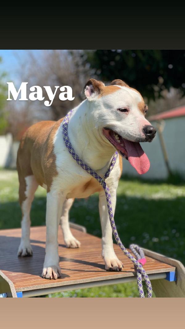 MAYA AMSTAFF Foto 7